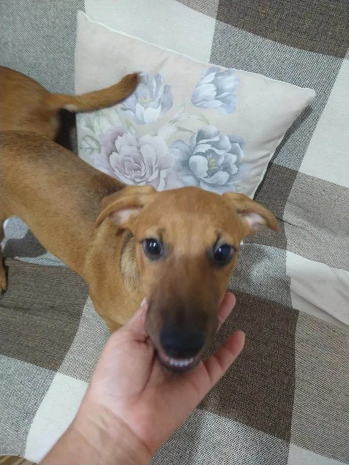 Cachorro ra a SRD-ViraLata idade 7 a 11 meses nome Porte P Urgente