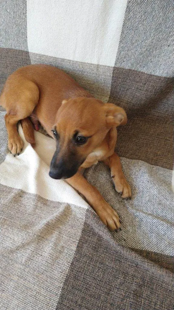 Cachorro ra a SRD-ViraLata idade 7 a 11 meses nome Porte P Urgente