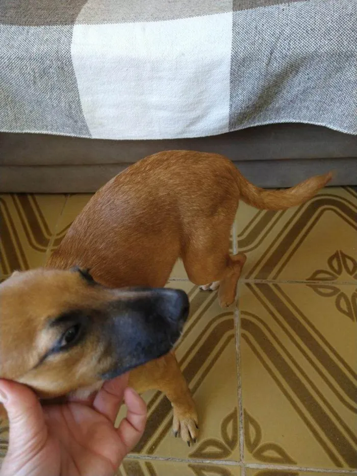 Cachorro ra a SRD-ViraLata idade 7 a 11 meses nome Porte P Urgente