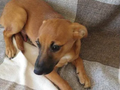 Cachorro raça SRD-ViraLata idade 7 a 11 meses nome Porte P Urgente