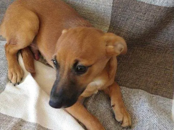 Cachorro ra a SRD-ViraLata idade 7 a 11 meses nome Porte P Urgente