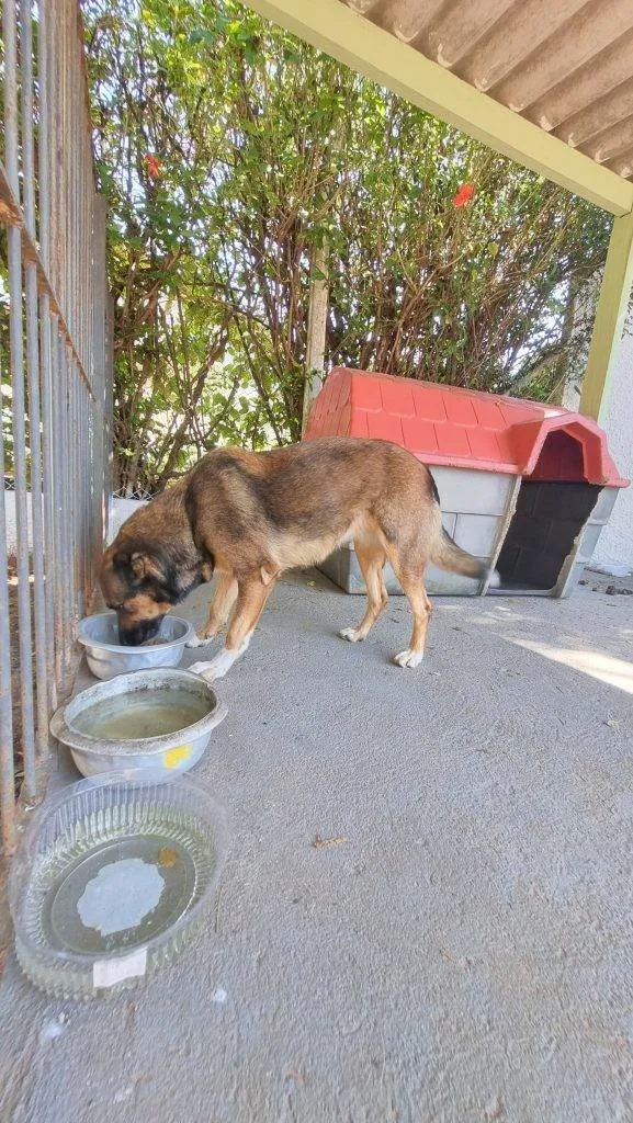 Cachorro ra a SRD-ViraLata idade 1 ano nome Adoção Urgente