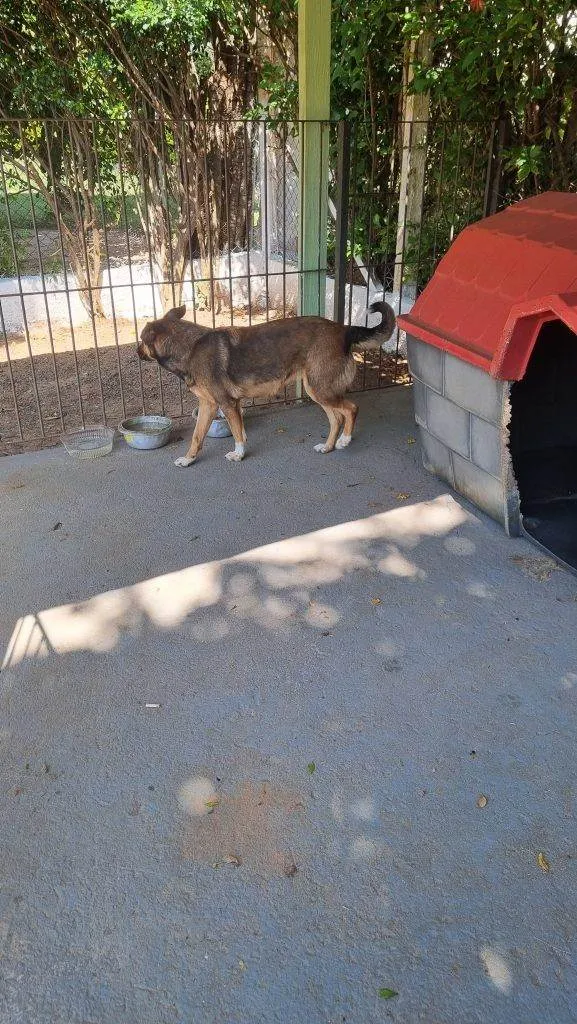 Cachorro ra a SRD-ViraLata idade 1 ano nome Adoção Urgente