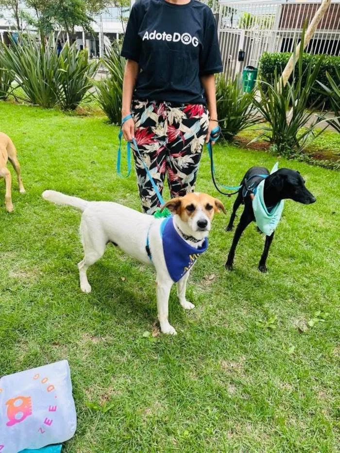 Cachorro ra a SRD-ViraLata idade 3 anos nome Naruto 