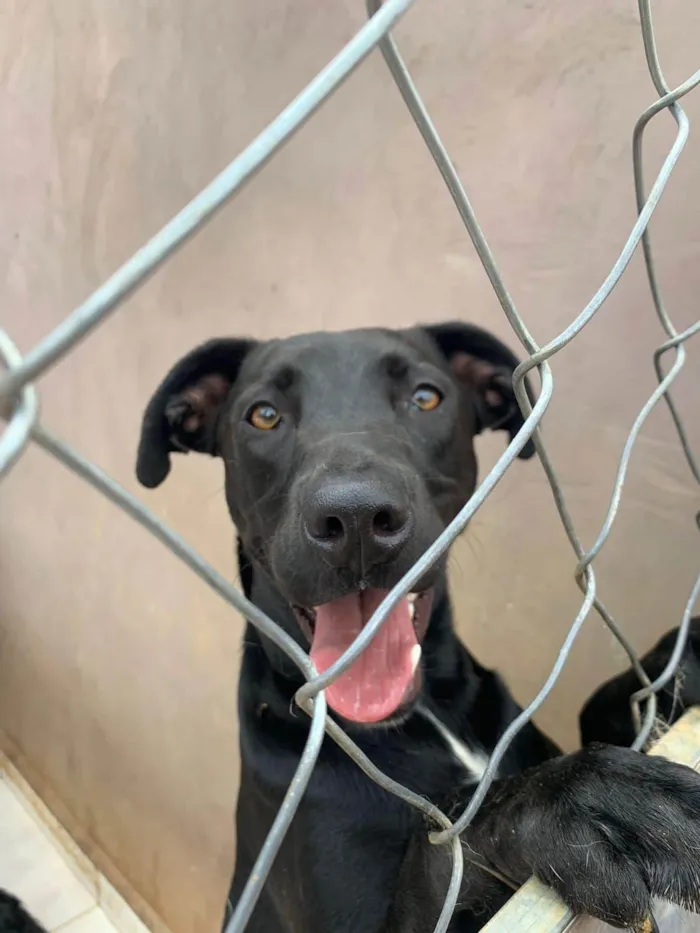 Cachorro ra a SRD-ViraLata idade 2 anos nome Sebastian