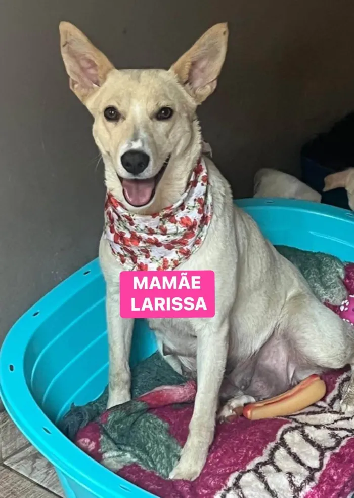Cachorro ra a SRD-ViraLata idade 3 anos nome Larissa