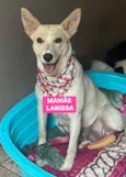 Larissa