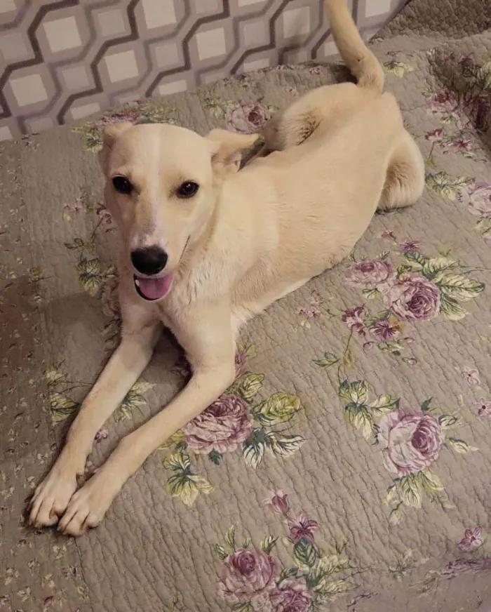 Cachorro ra a SRD-ViraLata idade 3 anos nome Larissa