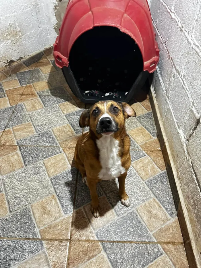 Cachorro ra a SRD-ViraLata idade 3 anos nome Nestor 