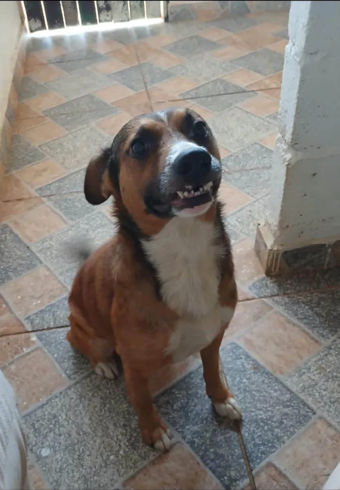 Cachorro ra a SRD-ViraLata idade 3 anos nome Nestor 