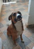Nestor