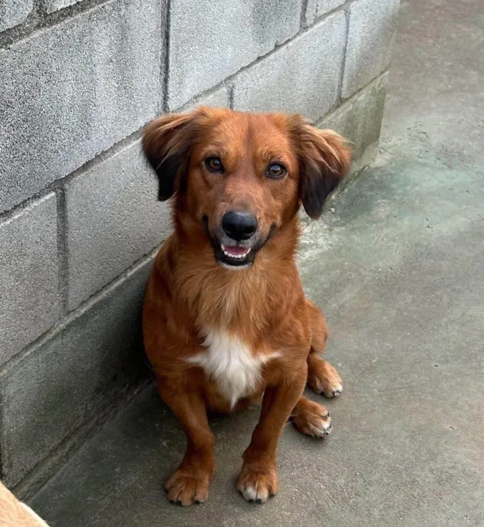 Cachorro ra a SRD-ViraLata idade 2 anos nome Badu