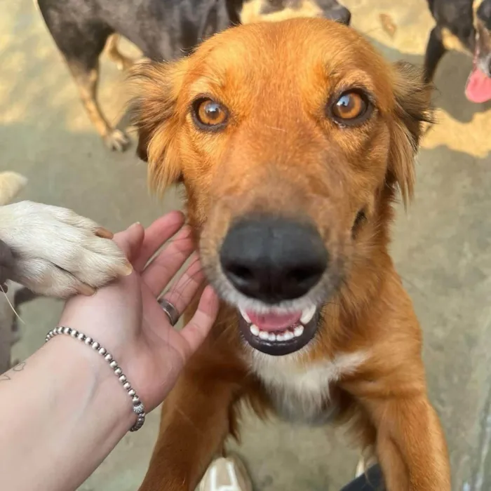 Cachorro ra a SRD-ViraLata idade 2 anos nome Badu