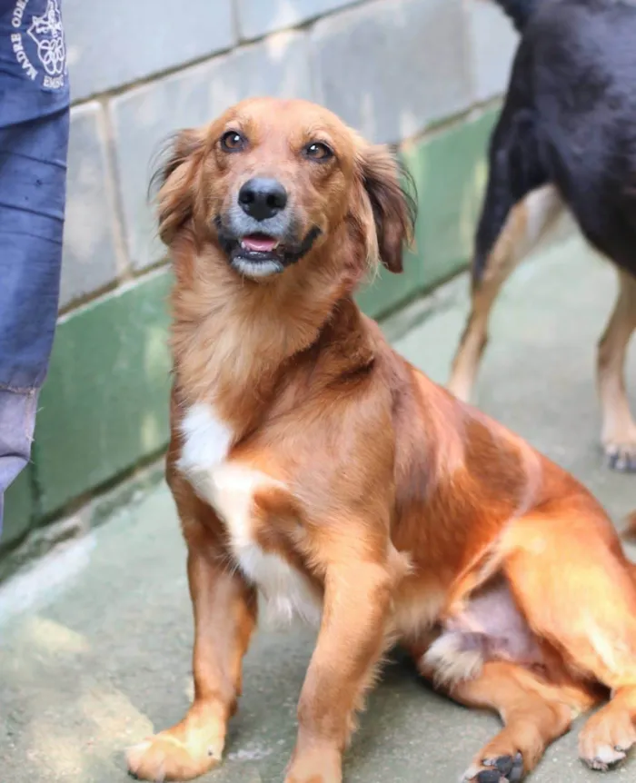 Cachorro ra a SRD-ViraLata idade 2 anos nome Badu
