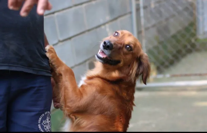 Cachorro ra a SRD-ViraLata idade 2 anos nome Badu