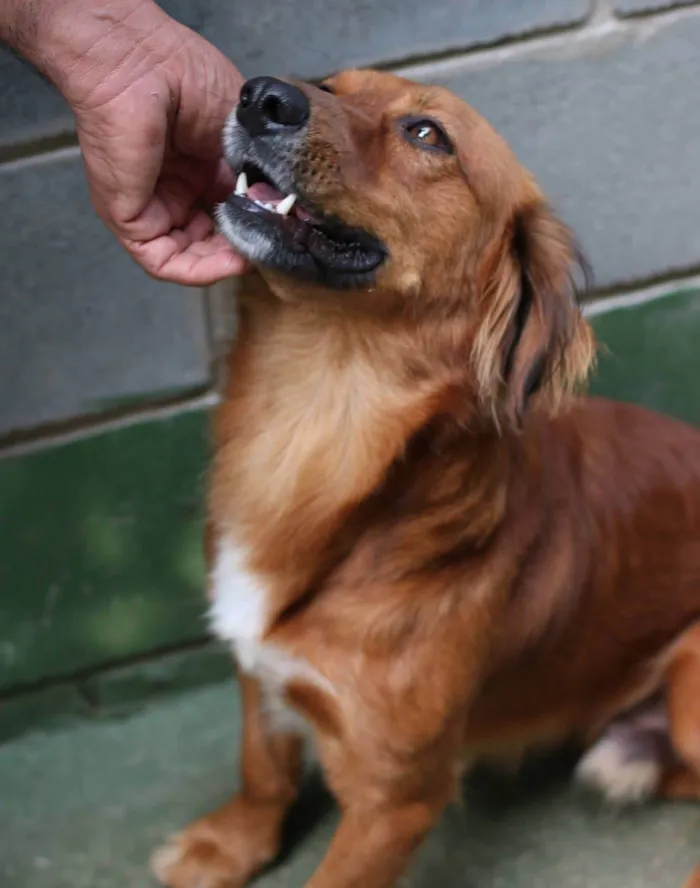 Cachorro ra a SRD-ViraLata idade 2 anos nome Badu