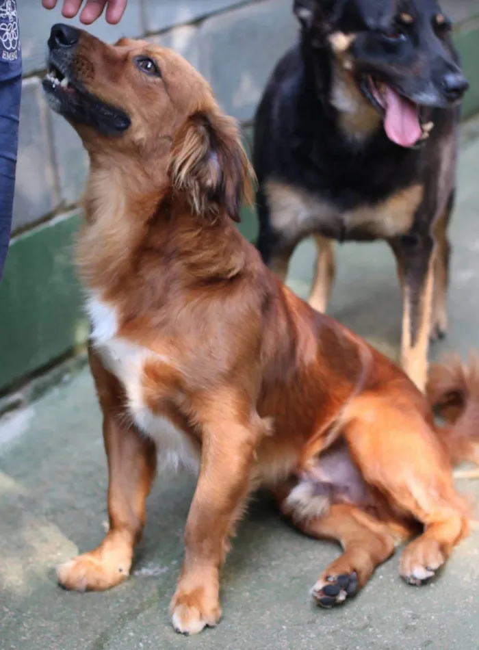Cachorro ra a SRD-ViraLata idade 2 anos nome Badu