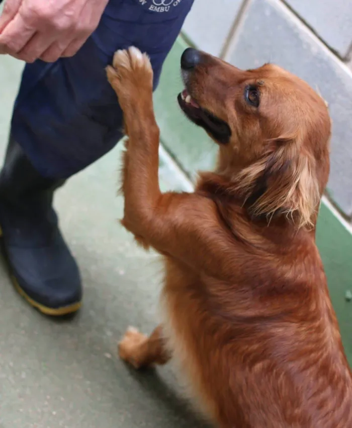 Cachorro ra a SRD-ViraLata idade 2 anos nome Badu