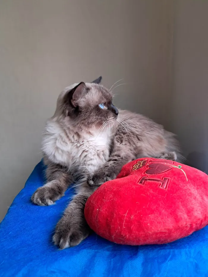 Gato ra a SRD-ViraLata idade 2 anos nome Tom