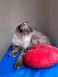 Tom