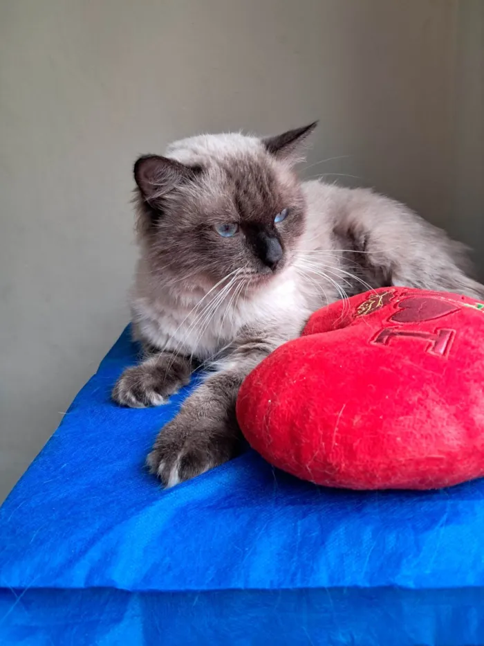 Gato ra a SRD-ViraLata idade 2 anos nome Tom