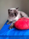 Tom