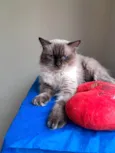 Tom