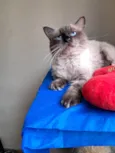 Tom