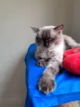 Tom