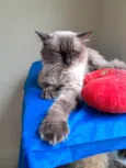 Tom