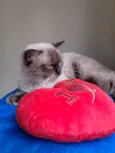 Tom