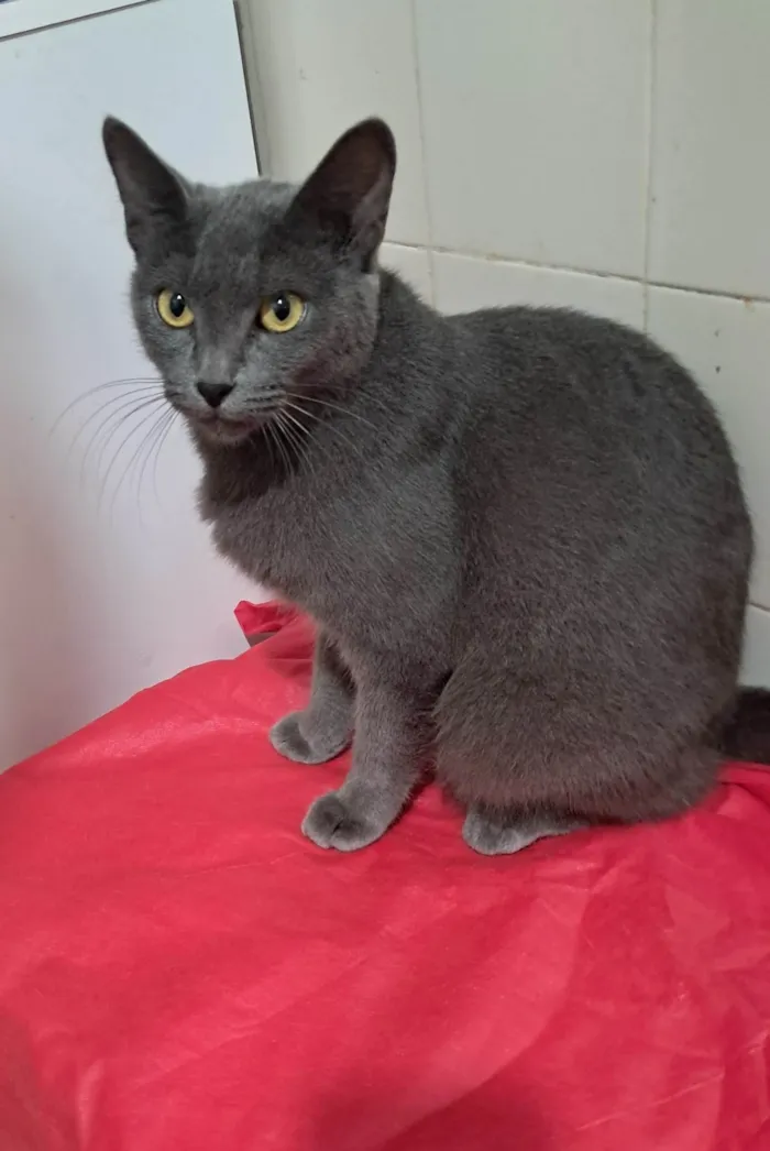 Gato ra a SRD-ViraLata idade 1 ano nome Blue