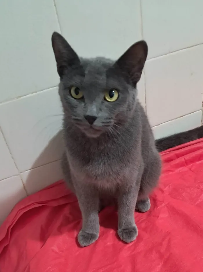 Gato ra a SRD-ViraLata idade 1 ano nome Blue