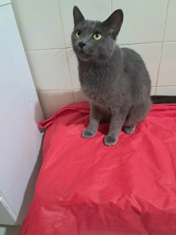 Gato ra a SRD-ViraLata idade 1 ano nome Blue