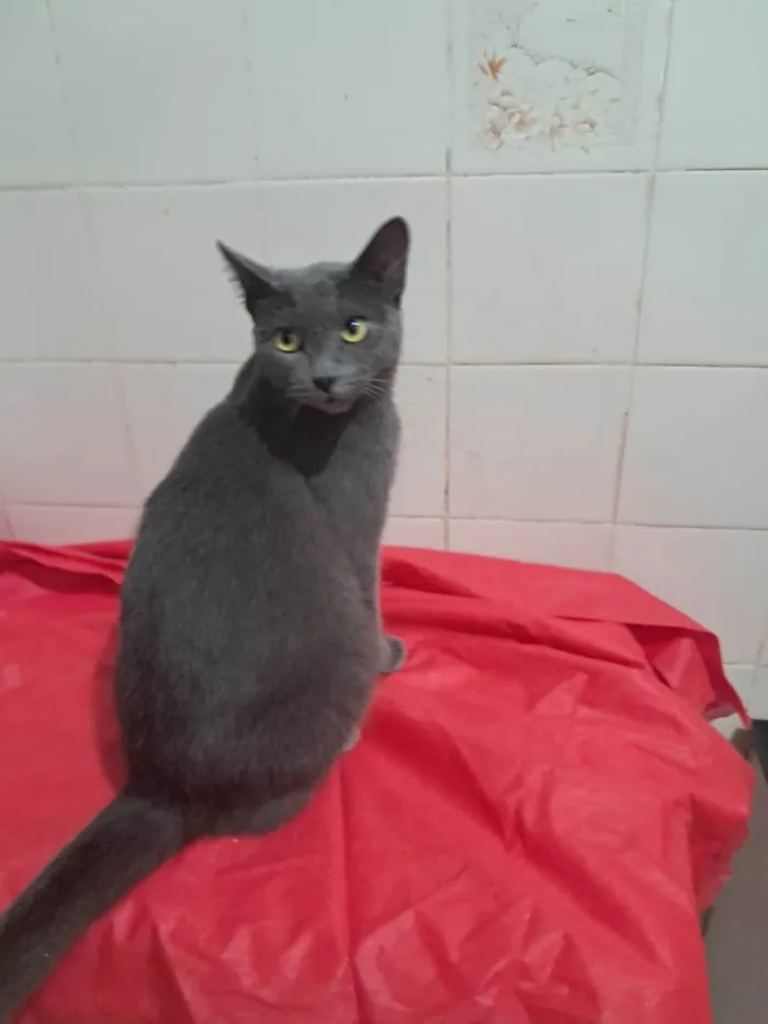 Gato ra a SRD-ViraLata idade 1 ano nome Blue