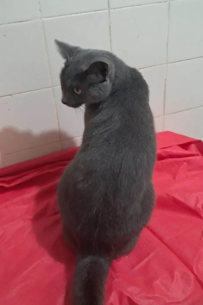 Gato ra a SRD-ViraLata idade 1 ano nome Blue