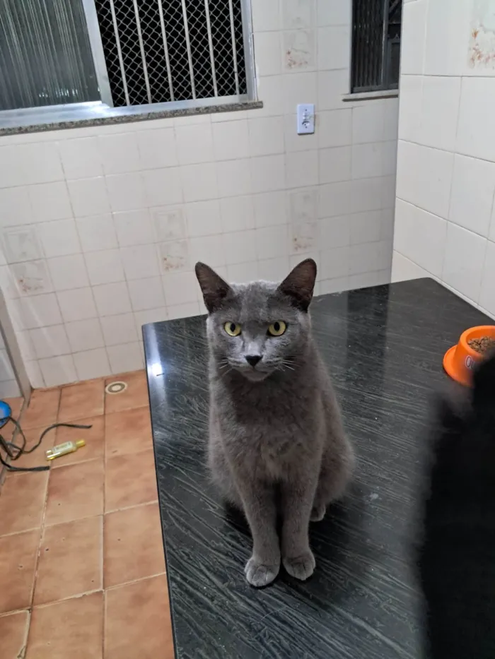 Gato ra a SRD-ViraLata idade 1 ano nome Blue