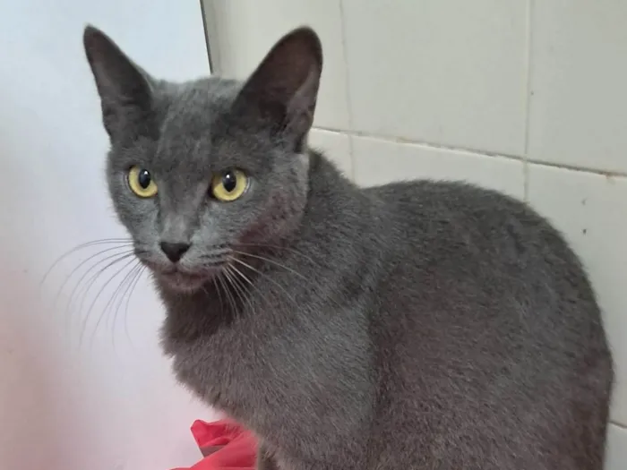 Gato ra a SRD-ViraLata idade 1 ano nome Blue