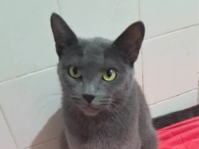 Gato ra a SRD-ViraLata idade 1 ano nome Blue