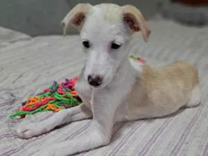 Cachorro raça SRD-ViraLata idade 2 a 6 meses nome Docinho