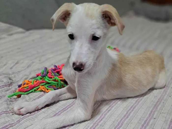 Cachorro ra a SRD-ViraLata idade 2 a 6 meses nome Docinho