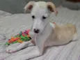Docinho