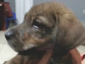 Cachorro raça SRD-ViraLata idade 2 a 6 meses nome Joanice Alves Dias Santos