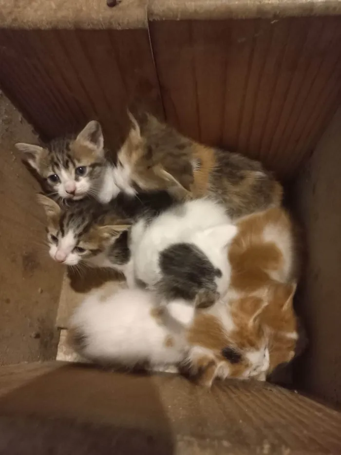 Gato ra a SRD-ViraLata idade Abaixo de 2 meses nome Sem nome