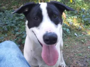 Cachorro raça SRD-ViraLata idade 7 a 11 meses nome Aparecido 