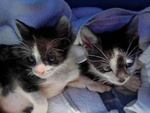 Gato raça SRD-ViraLata idade Abaixo de 2 meses nome Frajolas machinhos