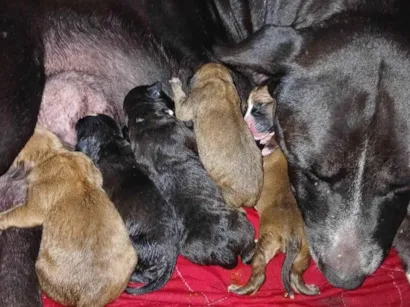 Cachorro raça SRD-ViraLata idade Abaixo de 2 meses nome Filhotes Urgente