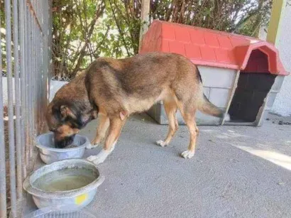 Cachorro raça SRD-ViraLata idade 1 ano nome Adoção Urgente