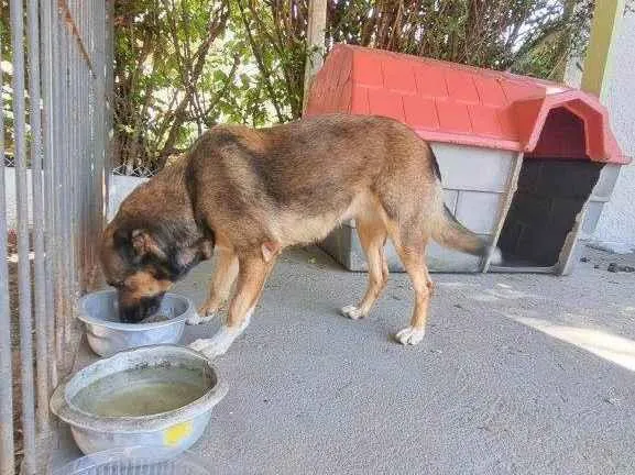 Cachorro ra a SRD-ViraLata idade 1 ano nome Adoção Urgente