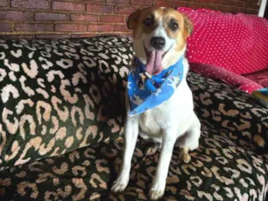 Cachorro raça SRD-ViraLata idade 3 anos nome Naruto 